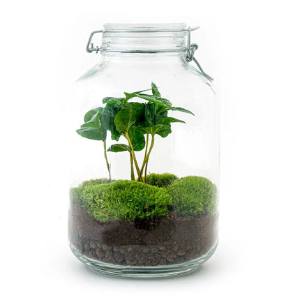 Jar Coffea Arabica - Terrarium - Bottle garden DIY kit - Ø 18 cm ↑ 28 cm