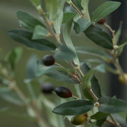 Olive Mini Tree in Pot 65cm – Artificial Plant