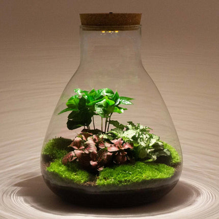 Cork with led Medium - Terrarium cork with light - 12 x 10.8 x 3 cm