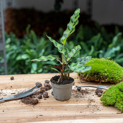 Calathea Lancifolia - Peacock plant - Terrarium plant