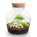 Asparagus & Fittonia White