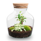 Bonsai & Fittonia White