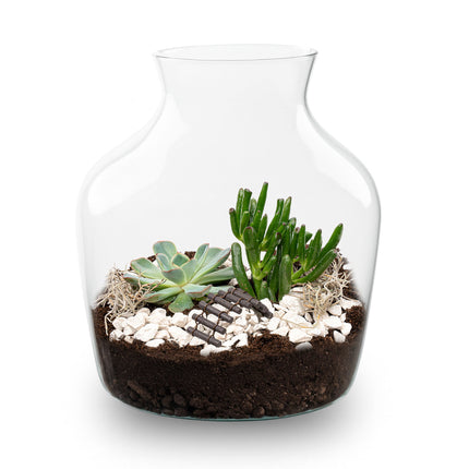 Little Joe Succulent - Open terrarium - Bottle garden DIY kit - Ø 20 cm ↑ 22 cm