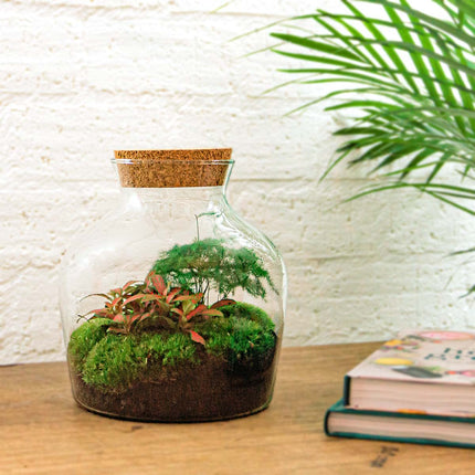 Little Joe Asparagus + Fittonia Ruby Lime - Terrarium with light - Bottle garden DIY kit - Ø 20 cm ↑ 22 cm