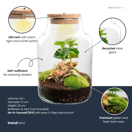 Little Milky - Coffea + Fittonia - Terrarium with light - Bottle garden DIY kit - Ø 17 cm ↑ 25 cm