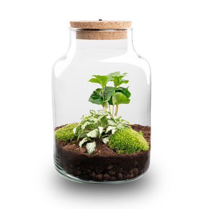 Little Milky - Fittonia + Coffea - Terrarium with light - Bottle garden DIY kit - Ø 17 cm ↑ 25 cm