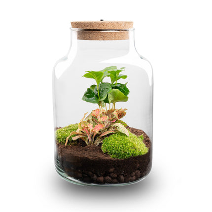 Little Milky - Coffea + Fittonia - Terrarium with light - Bottle garden DIY kit - Ø 17 cm ↑ 25 cm