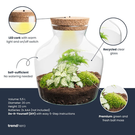 Little Joe Asparagus + Fittonia Ruby Lime - Terrarium with light - Bottle garden DIY kit - Ø 20 cm ↑ 22 cm