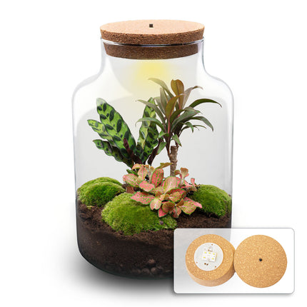 Milky Palm - Terrarium - Bottle garden DIY kit - Ø 21 cm ↑ 30 cm