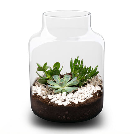 Milky Succulent - Open terrarium - Bottle garden DIY kit - Ø 21 cm ↑ 30 cm