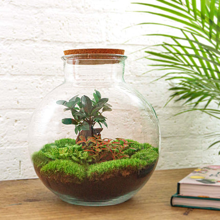 Bolder Bob Bonsai - Terrarium Bottle garden DIY kit - Ø 31 cm ↑ 30 cm