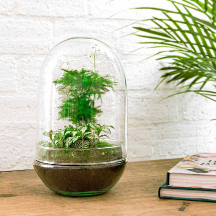 Egg XL - Terrarium - Two-part glass dome - Bottle garden DIY kit - Ø 17.5 cm ↑ 30 cm