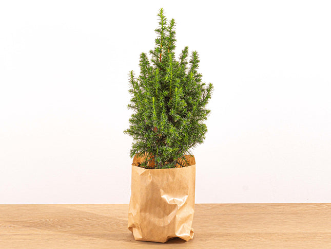 Mini Christmas Tree - Chamaecyparis - 25-30 cm