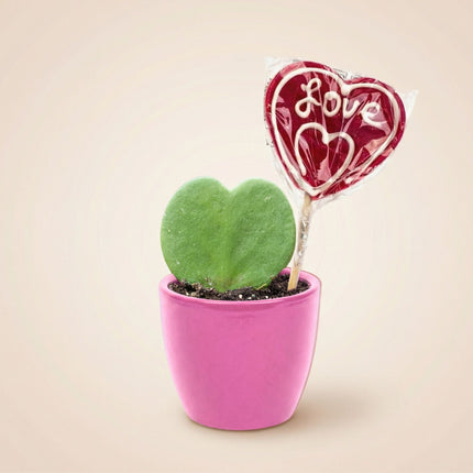 Sweetheart Plant Set - Green Mini Gift - Pot & Plant Set - Red or Pink
