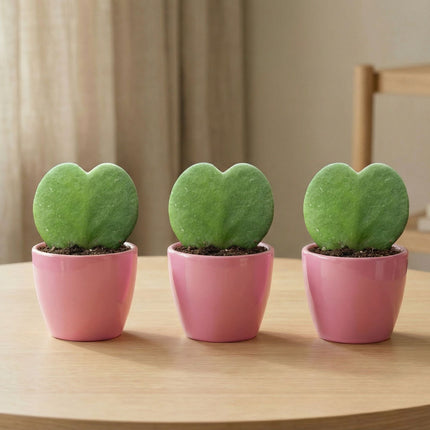 Sweetheart Plant Set - 3x Pot & Plant - Red or Pink