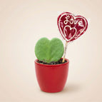 Red pot