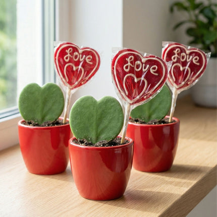 Sweetheart Plant Set - Green Mini Gift - Pot & Plant Set - Red or Pink