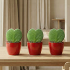 Red pot