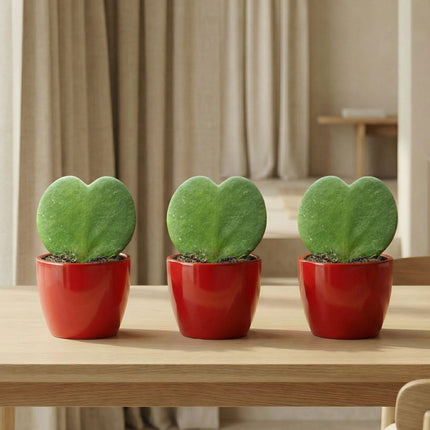 Sweetheart Plant Set - 3x Pot & Plant - Red or Pink