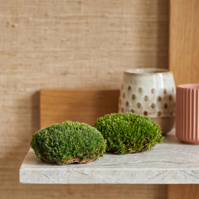 Live Cushion Moss - 2 pcs bag - Premium Fresh Moss - Bun Moss - Pillow Moss - Leucobryum glaucum