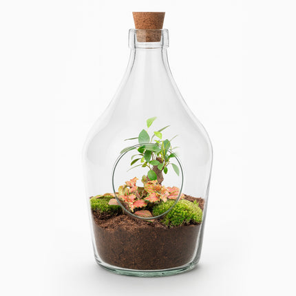 John - Open terrarium with cork - Bottle garden DIY kit - Ø 16 cm ↑ 30 cm