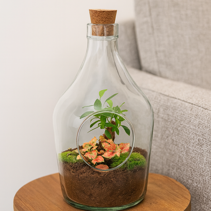 Open terrarium John – Bonsai & Ruby Lime ↑ 30 cm