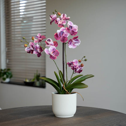Orchid Vanda pink 2 pcs - Artificial Plants - Bundle set