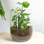 Hedera Helix / Without heart