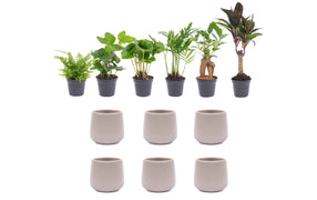 Plant-pot-product