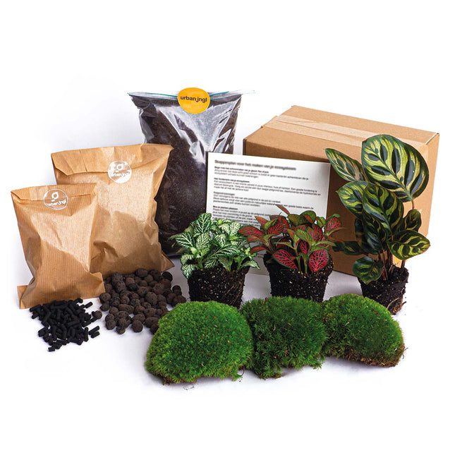 Plant terrarium package - Calathea Makoyana - 3 terrarium plants - Refill & Starter Package - DIY Terrarium kit