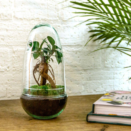 Egg Coffea - Terrarium - Two-part glass dome - Bottle garden DIY kit - Ø 12 cm ↑ 25 cm