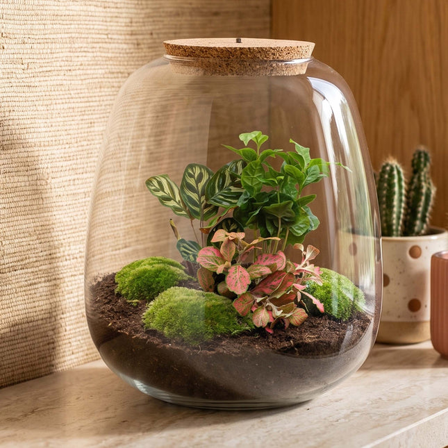 Emma - Coffea Red - Terrarium with light - Bottle garden DIY kit - Ø 23 cm ↑ 25 cm