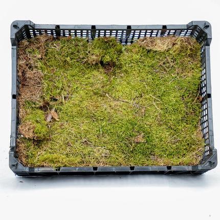 Flat moss - Dried - approx. 30 x 20 cm - 1 Box