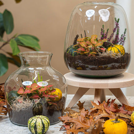 Pumpkin mini set (3 pcs, 6–8 cm) -  Natural autumn decoration