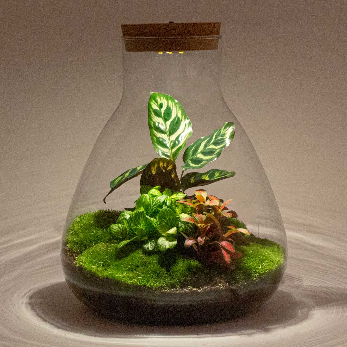 planten terrarium groot Plant terrarium - Sam Calathea with light - Bottle garden with plants
