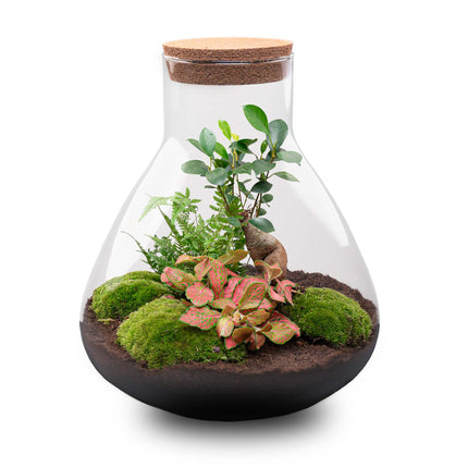 Sam XL Bonsai - Terrarium with light - Bottle garden DIY kit - Ø 30 cm ↑ 32 cm