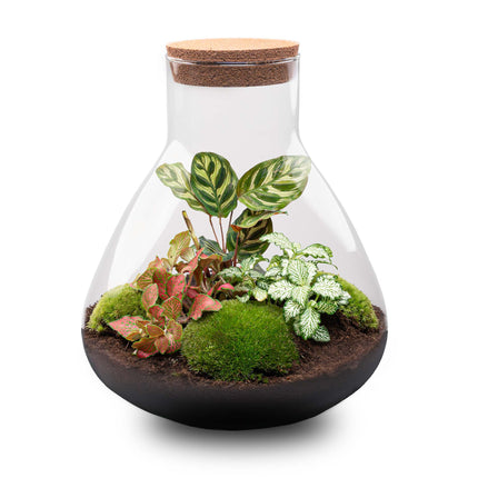 Sam XL Red - Terrarium with light - Bottle garden DIY kit - Ø 30 cm ↑ 32 cm