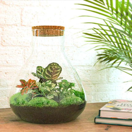 Sam XL Red - Terrarium with light - Bottle garden DIY kit - Ø 30 cm ↑ 32 cm