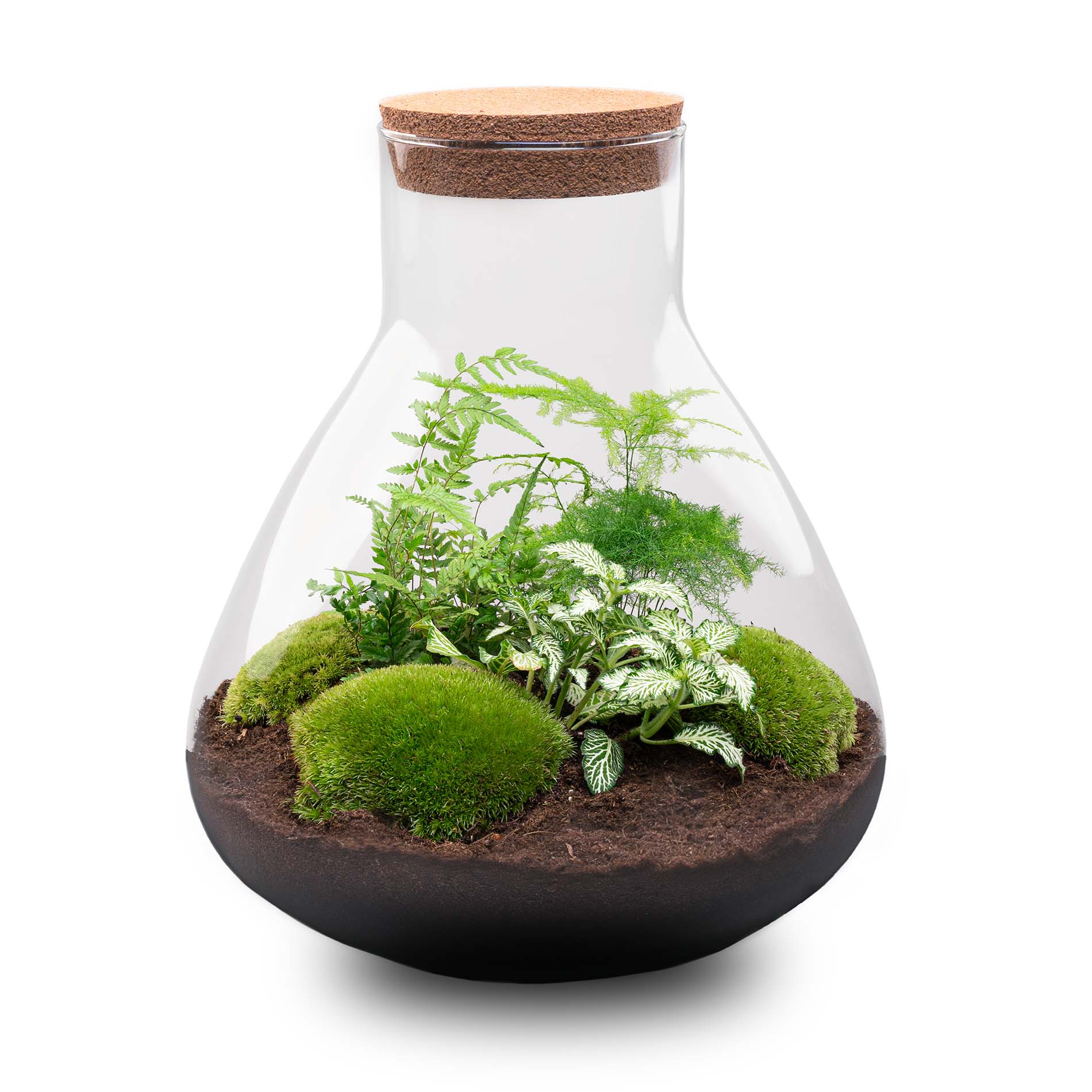 planten terrarium groot Terrarium DIY Kit - Sam XL - Bottle Garden