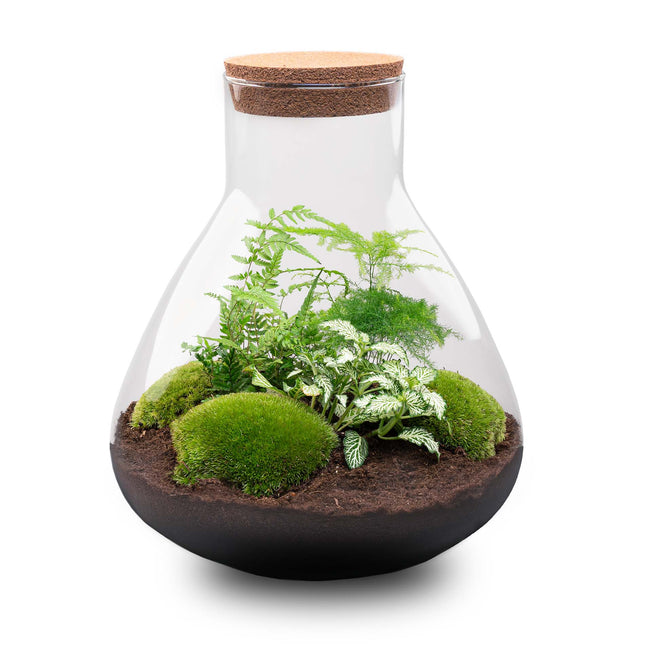Terrarium DIY Kit - Sam XL - Bottle Garden - ↑ 35 cm