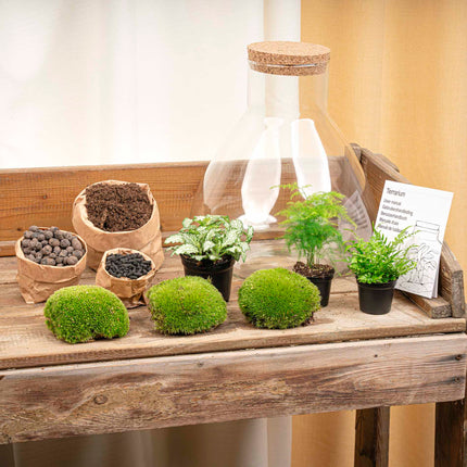 Sam XL - Terrarium with light - Bottle garden DIY kit - Ø 30 cm ↑ 32 cm