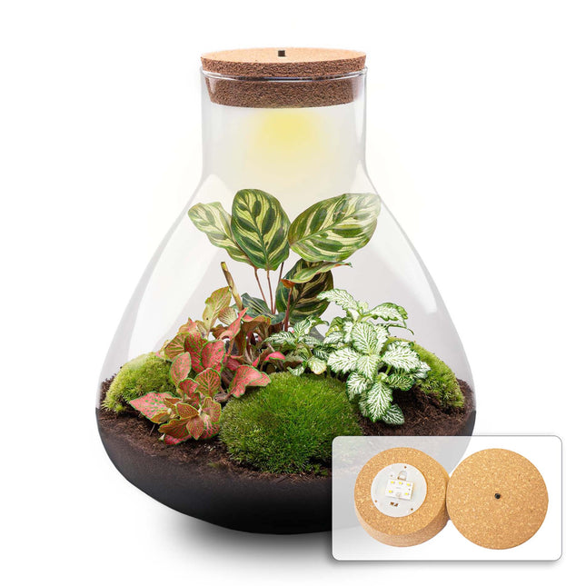 Sam XL Red - Terrarium with light - Bottle garden DIY kit - Ø 30 cm ↑ 32 cm