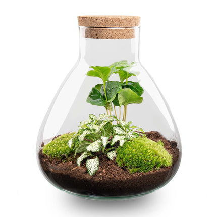 Sammie Coffea Arabica + White Tiger - Terrarium - Bottle garden DIY kit - Ø 22,5 cm ↑ 27 cm