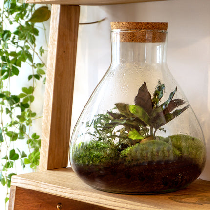Sammie Coffea Arabica + White Tiger - Terrarium - Bottle garden DIY kit - Ø 22,5 cm ↑ 27 cm