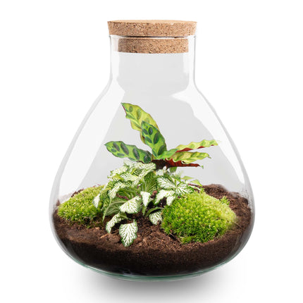 Sammie - Terrarium with light - Bottle garden DIY kit - Ø 22,5 cm ↑ 27 cm