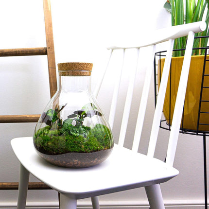 Sammie Coffea Arabica + White Tiger - Terrarium - Bottle garden DIY kit - Ø 22,5 cm ↑ 27 cm