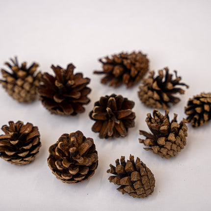 Pine Cones 10 pcs - Size 4 - 6 cm (small)