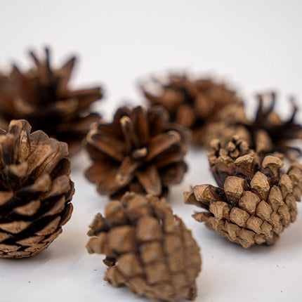 Pine Cones 10 pcs - Size 4 - 6 cm (small)
