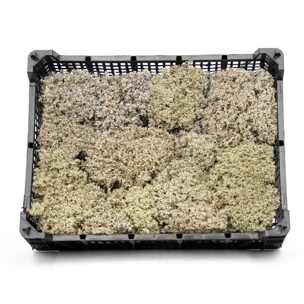 Silver moss - Tray - 2 layers of 20 x 30 x 10 cm - Real moss