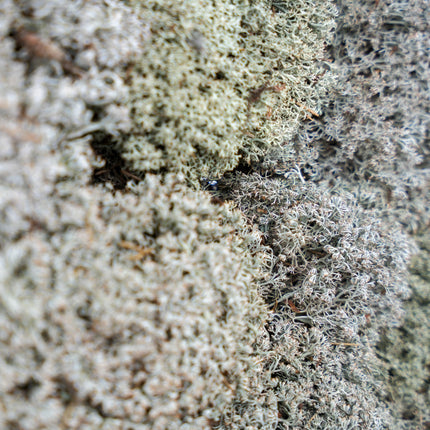 Silver moss - Tray - 2 layers of 20 x 30 x 10 cm - Real moss